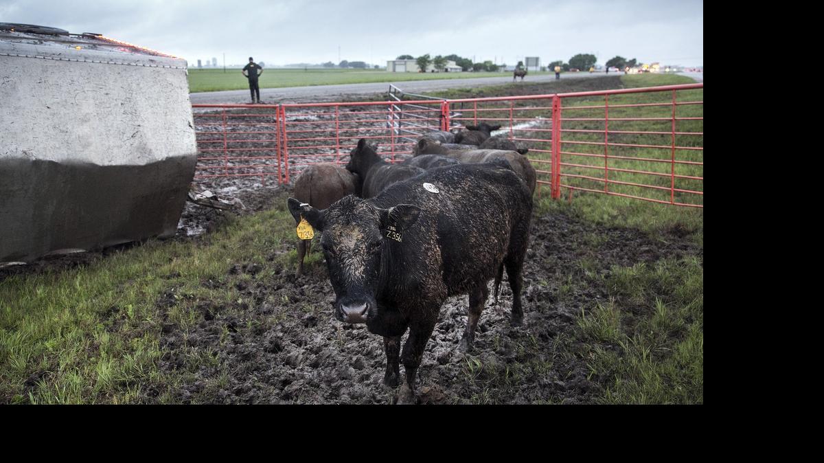 
Sedgwick County Animal Control and KDOT workers corral cattle along K-96 near Maize on Wednesday morning after a semi-trailer lost control in the rain and overturned about 4 a.m. (May 6, 2015)
