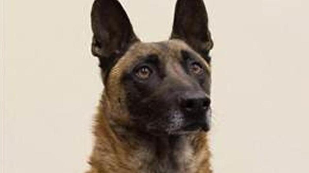 Rooster, a dog in the Wichita Police Department’s K9 Unit, was killed in the line of duty.
