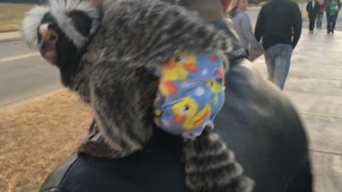 Beba, a marmoset monkey who got loose on the Wichita State University campus, has died.