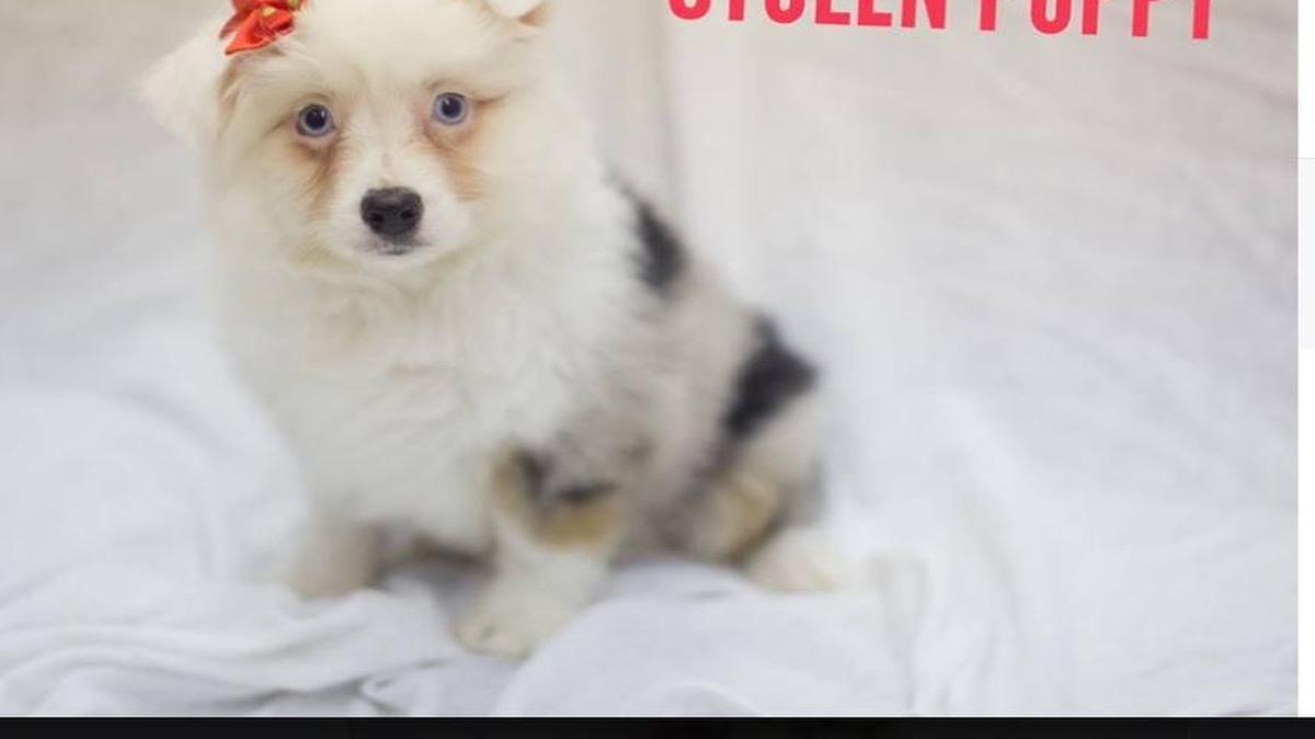 Two puppies were stolen from Petland Wichita on Jan. 2. The store is offering a $4,000 reward for information leading to an arrest.