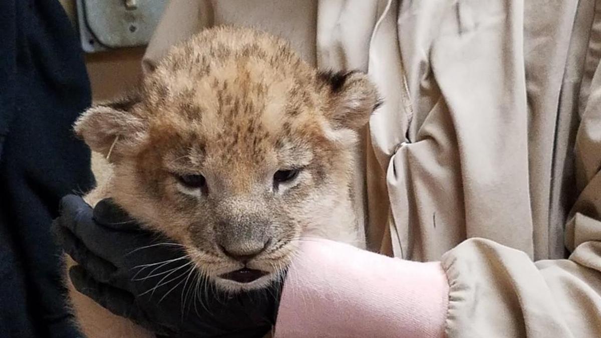 The news of two lion cubs born at the Sedgwick County Zoo was announced Thursday. The cubs were born Oct. 21.