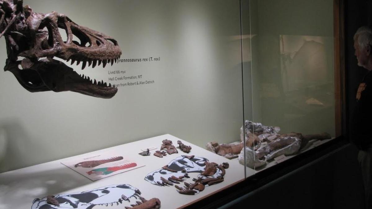 A 4-year-old Tyrannosaurus rex is on display at the KU Natural History Museum until Dec. 31.