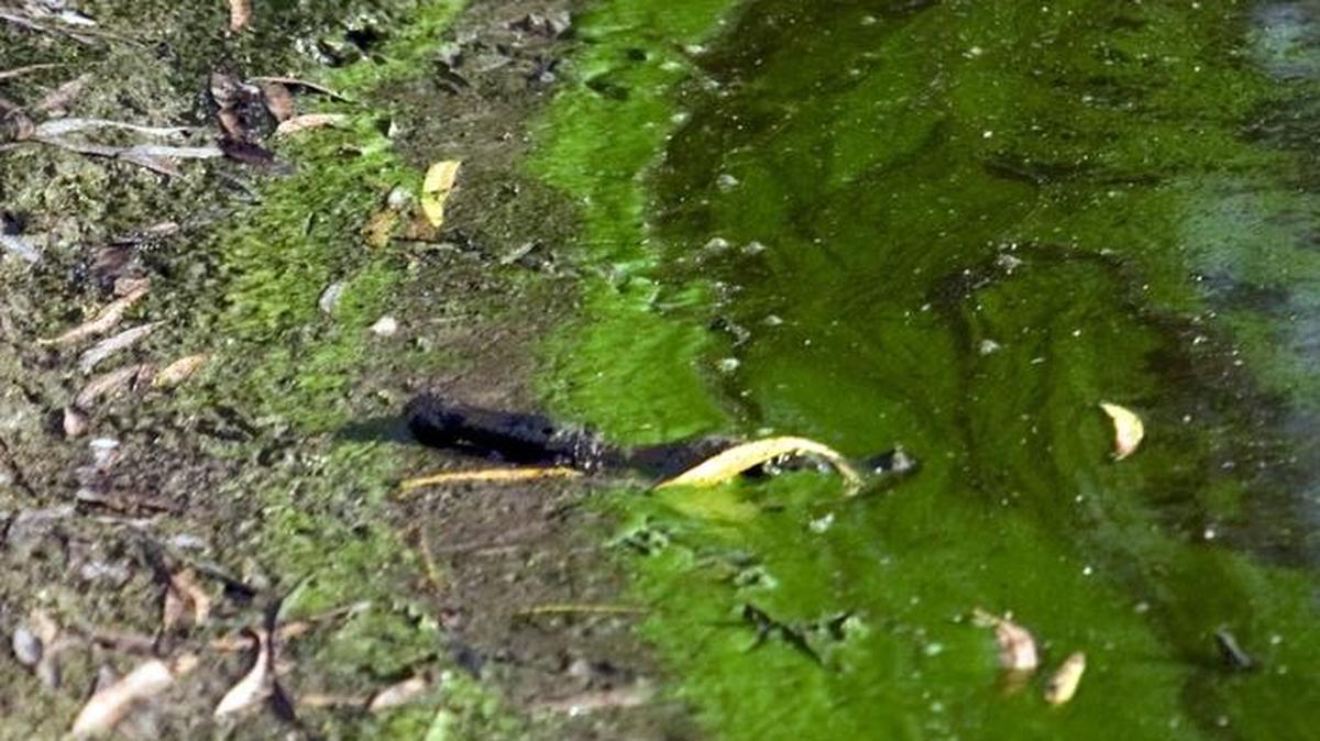Blue-green algae generally grows in lakes, ponds and slow-moving streams, especially when the water is warm. It often looks like spilled green paint.