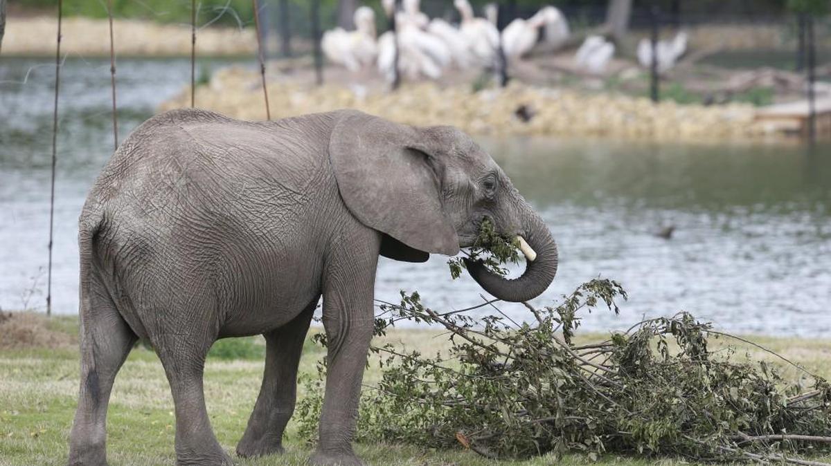 One of the Sedgwick County Zoo’s six new elephants munches on tree limbs and leaves in its new habitat. (May 9, 2016)
