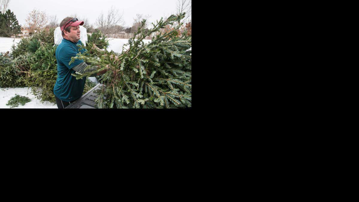 
Chris Bowen unloads a Christmas tree Wednesday at the tree recycling drop-off at the Sedgwick County Extension Education Center, 7001 W. 21st St. (Dec. 31, 2014)
