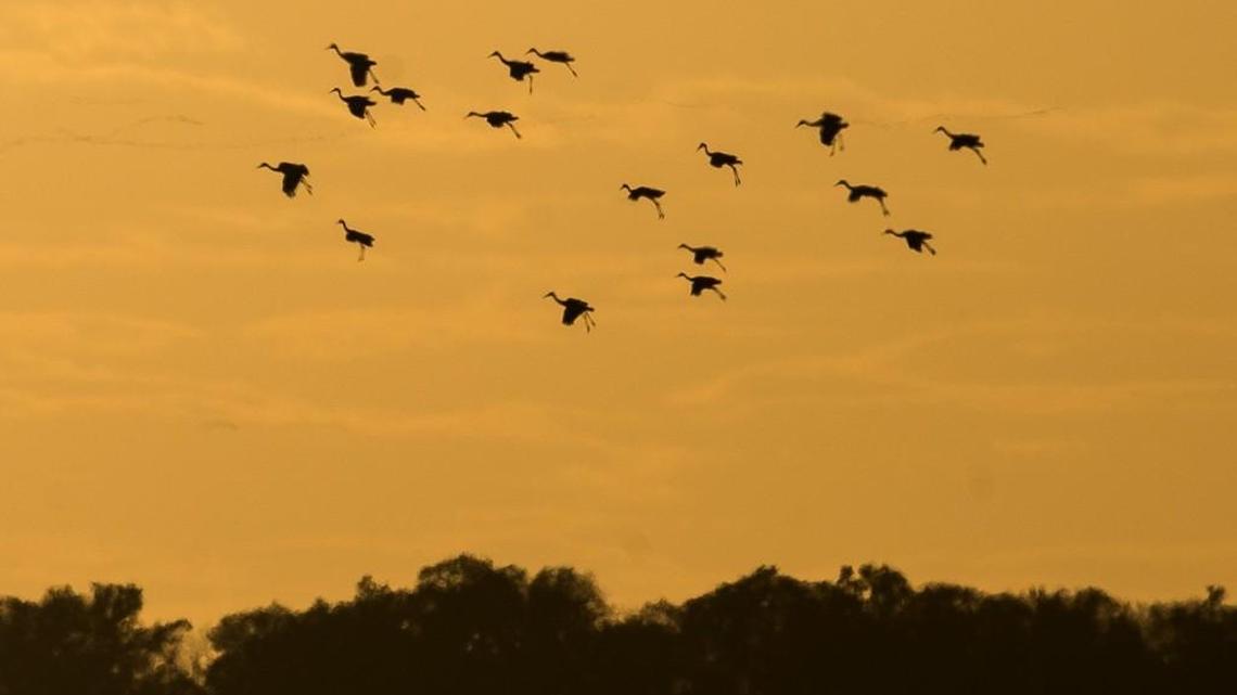 Sandhill cranes come in to roost for the night at the Quivira National Wildlife Refuge on Saturday.