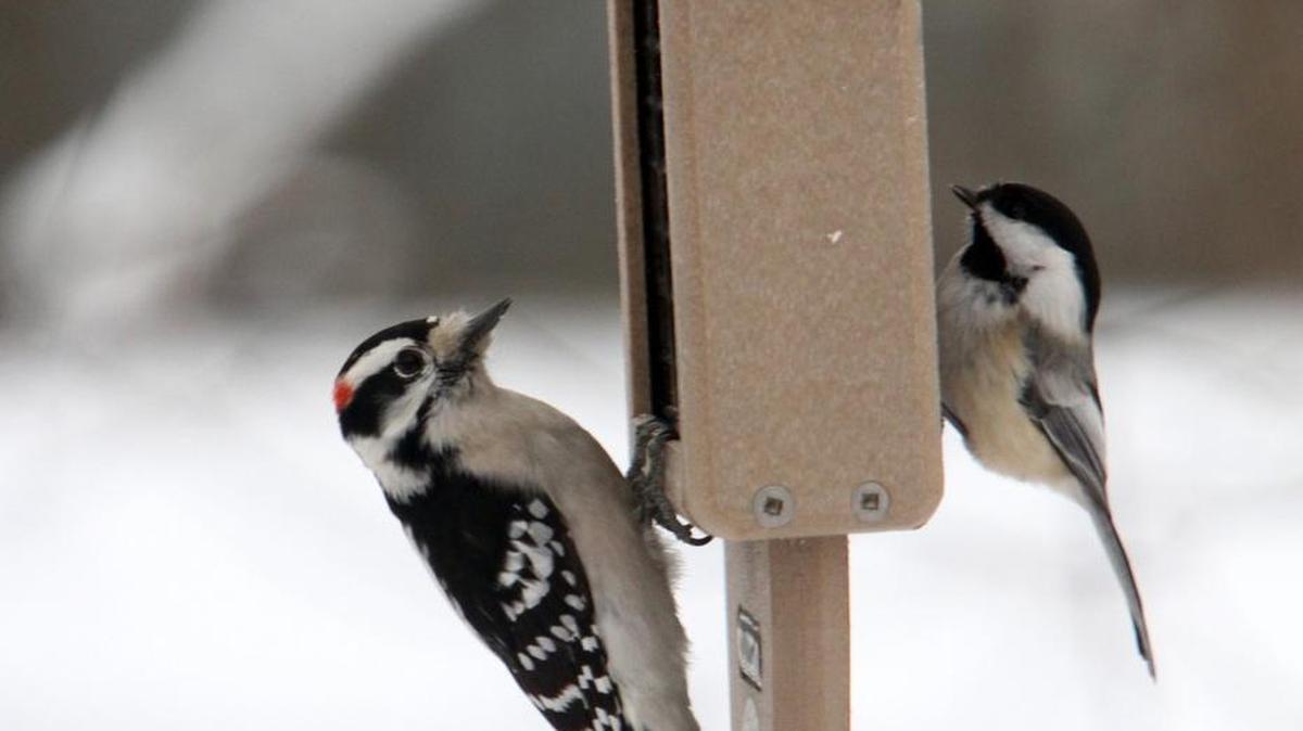 A male Downy Woodpecker, left, and a Black-capped Chickadee share a bird feeder.