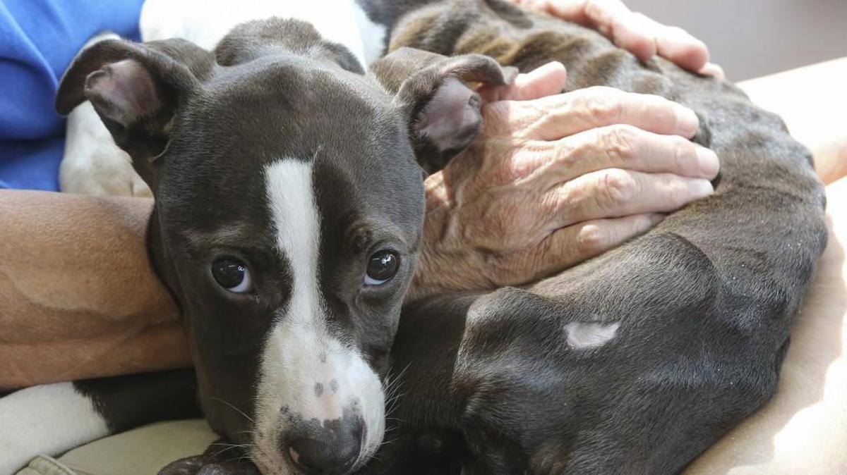 Tatum, a four-month-old Great Dane mix, was found in a kennel near Seneca and Maple recently and was near death.