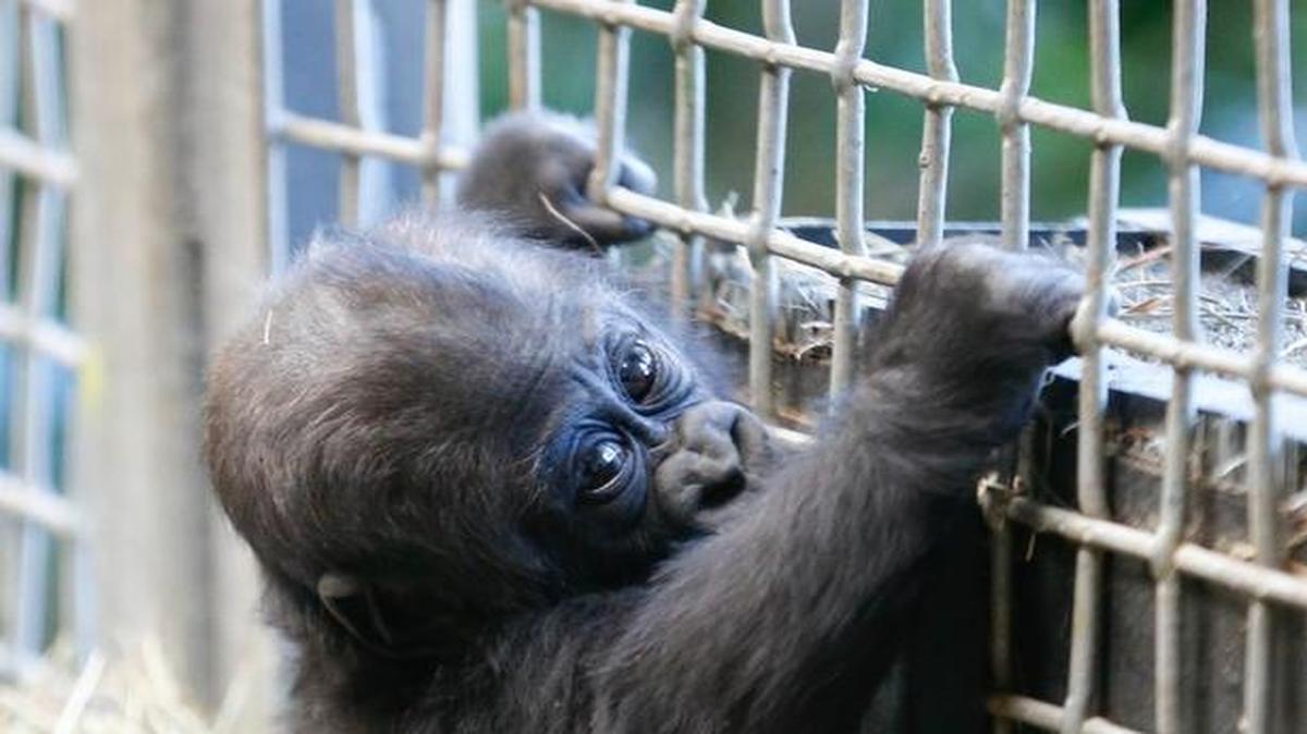 The 5-month-old gorilla, Alika looks at the visitors who came to see her crawl at the Sedgwick County Zoo. Alika is a western lowland gorilla, she is her mother's, Barika's, only baby. (December 30, 2016)