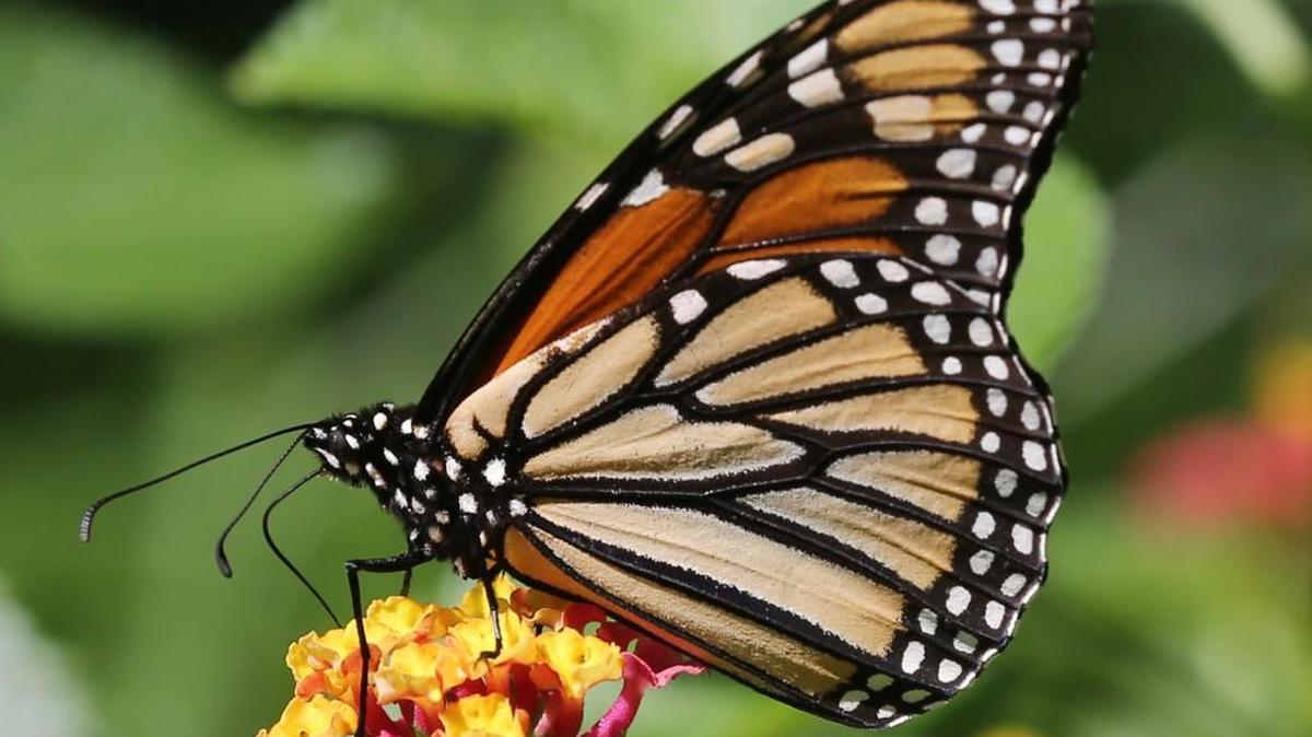 A Monarch butterfly takes pollen from a flower at Botanica in this 2015 file photo.