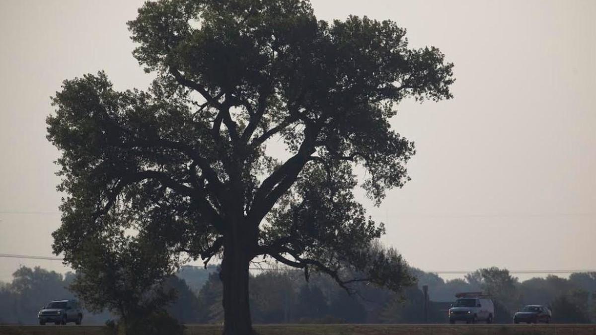 This giant cottonwood tree along K-96 near Halstead Road has long been a landmark for travelers along that highway. (Sept. 1, 2011)