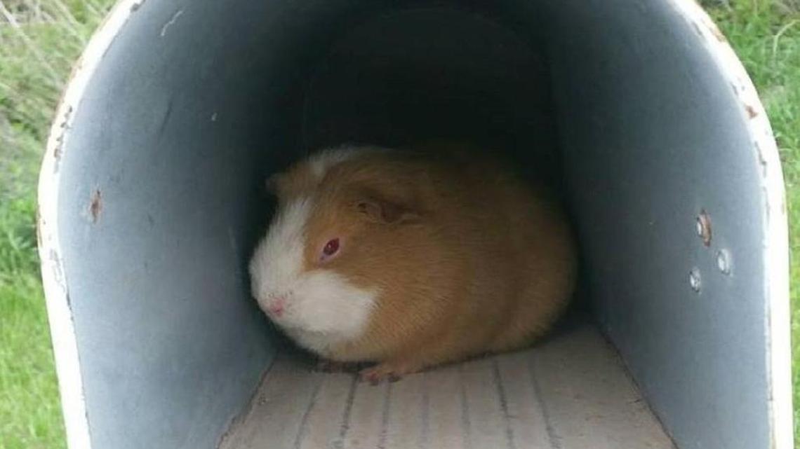 A guinea pig, now named Rosita, was found by a Lyon County resident in her mailbox in April.