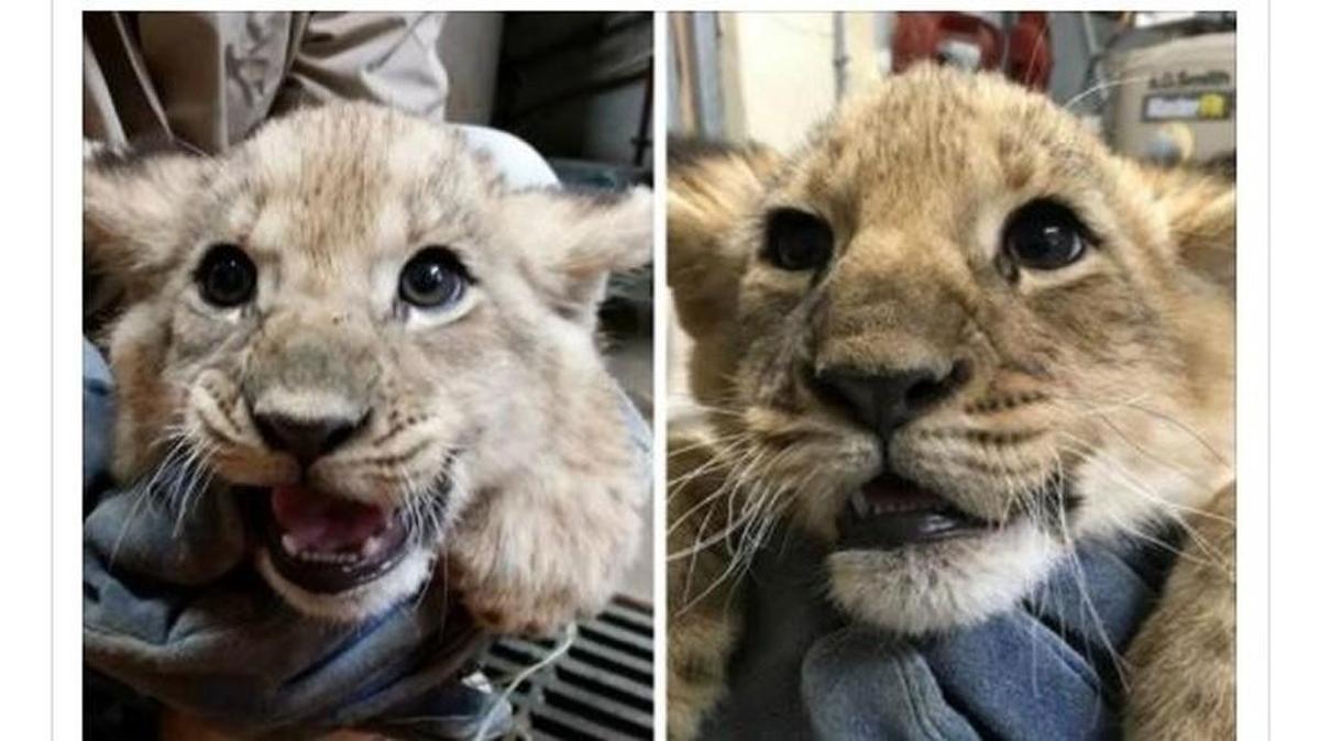 The Sedgwick County Zoo has released the names of their two lion cubs. You can meet them this spring.