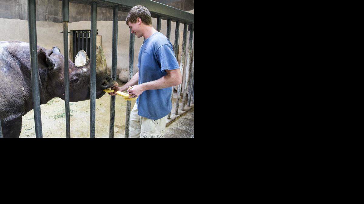 
Volunteer Caleb Noller feeds a rhinoceros at the Sedgwick County Zoo. So far this year, he has logged 1,395 hours working this year with the elephants and rhinos. (Aug. 6, 2014)
