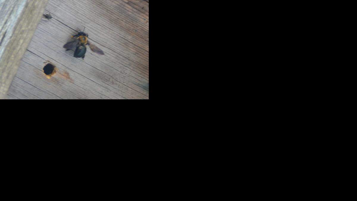
Carpenter bees
