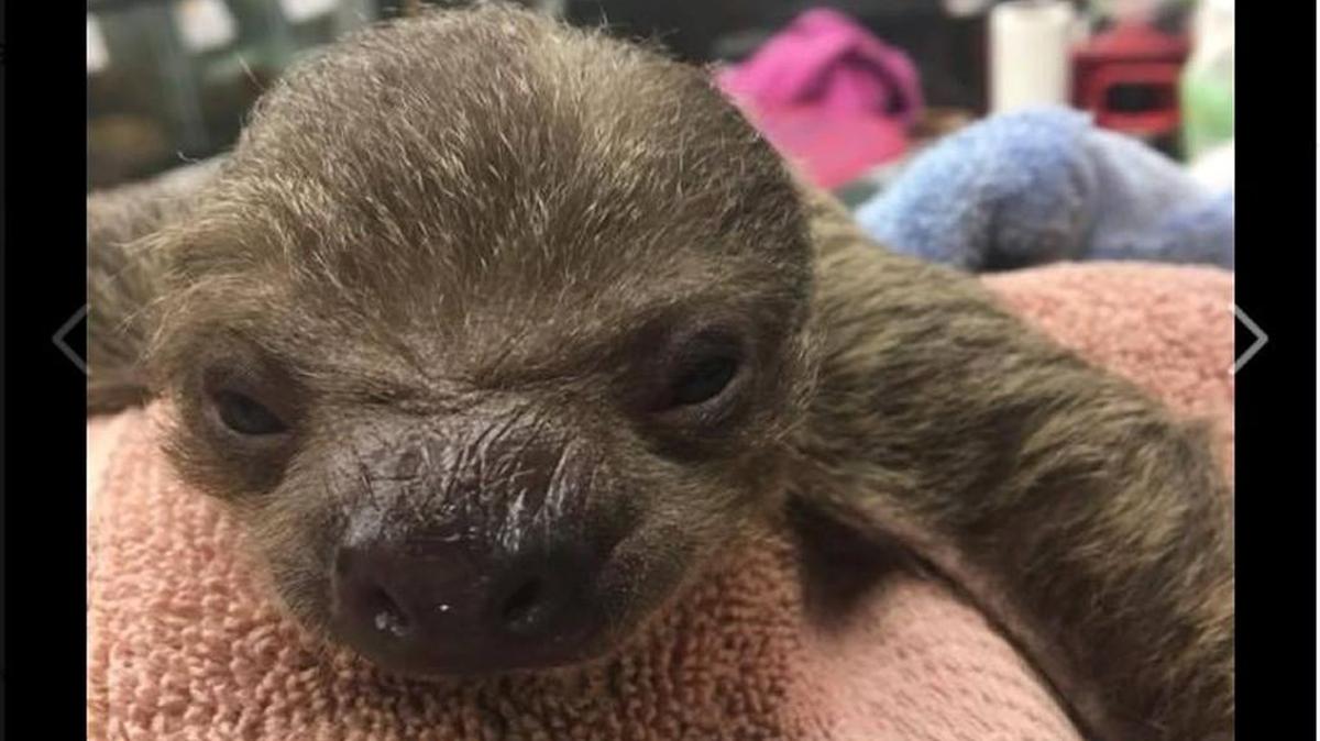 A sloth named Chewbacca will be joining Tanganyika Wildlife Park in March.