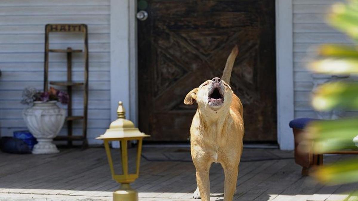A dog barks at letter carrier in Fort Worth. At this house the dog is contained by a front yard fence and the mailbox is outside of the fence.