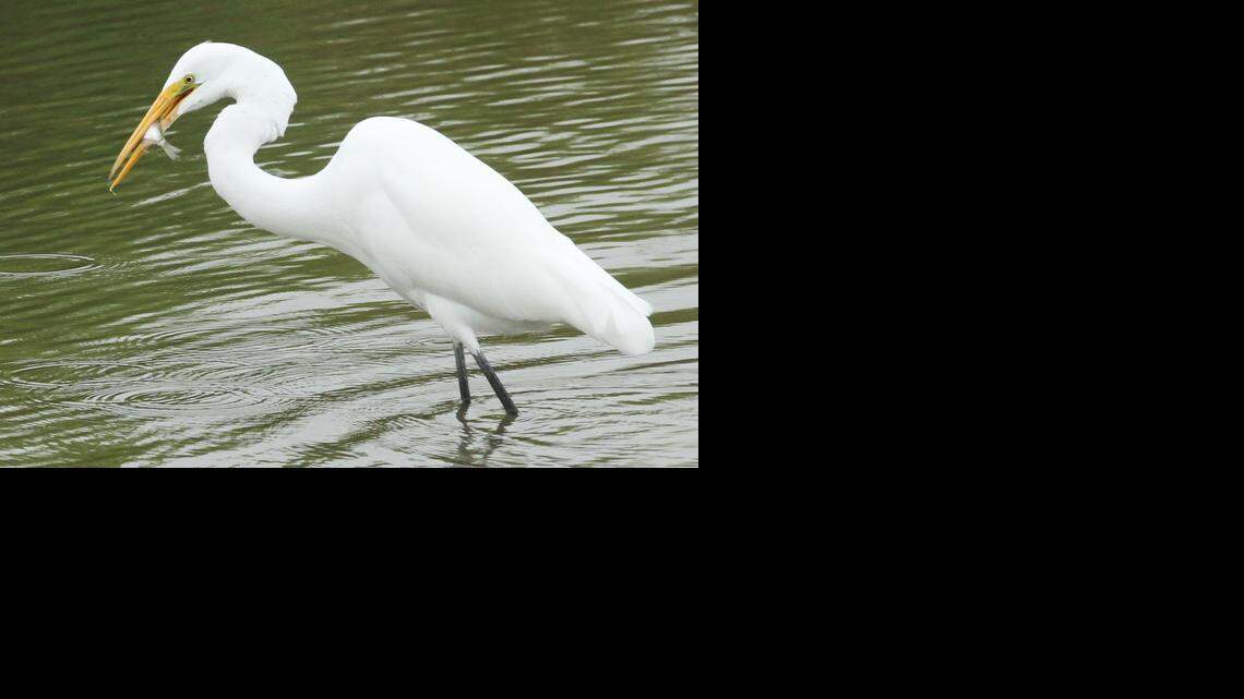 A great egret catches a fish in the Chisholm Creek Park lake last September, the last time Chisholm Creek was under a blue-green algae warning. (Sept. 12, 2014)
