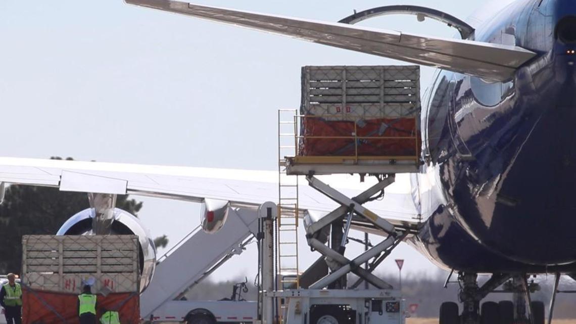 Six elephants from Swaziland destined for the Sedgwick County Zoo arrive at Wichita Eisenhower National Airport.