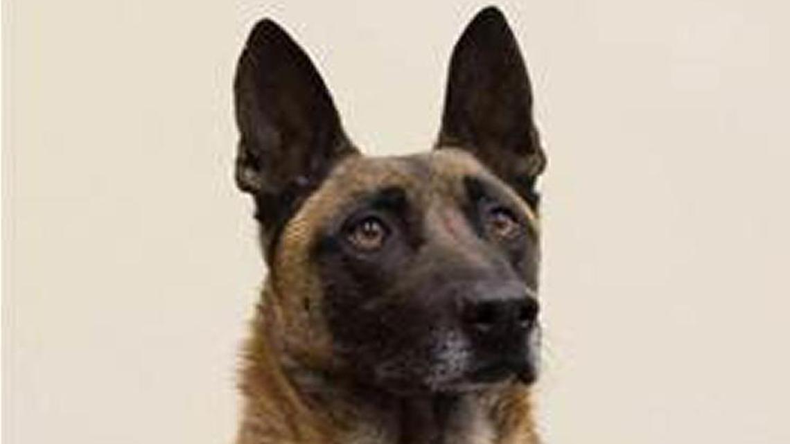 Rooster, a Wichita police canine, was killed in the line of duty Saturday night.