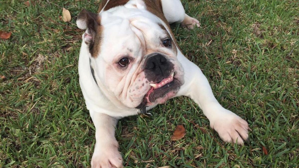 This May 16, 2017, photo provided by Solvej Schou shows 6-year-old bulldog Buddy in Pasadena, Calif.