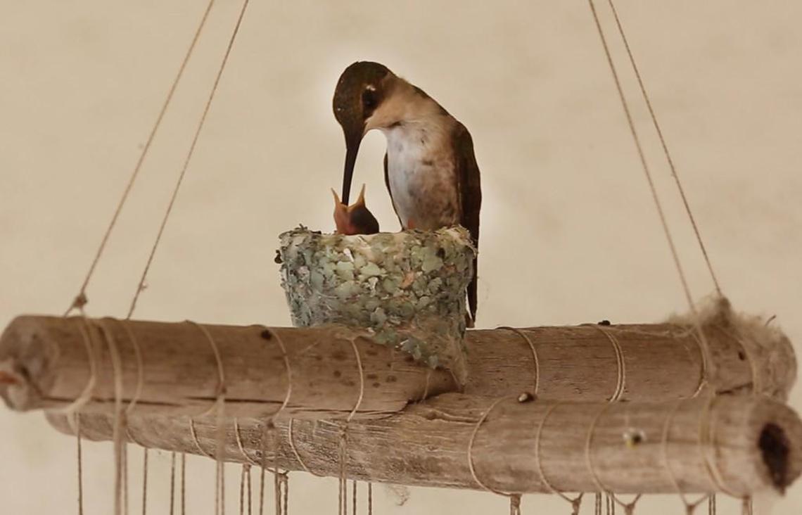 For 3 1/2 weeks, Garry and Pat Porter have hosted Ruby, a ruby-throated hummingbird, and her kids in a nest at their home in east Wichita. On Thursday morning, the tiny bird was feeding two baby hummingbirds in her tea-cup-sized nest. (July 6, 2017)