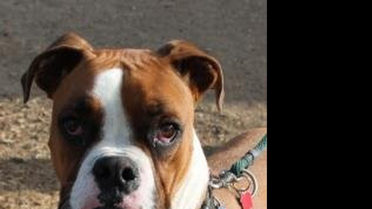 
Wichita starts selling fireworks on Saturday, and while some people enjoy them, dogs often dread the cacophony.
