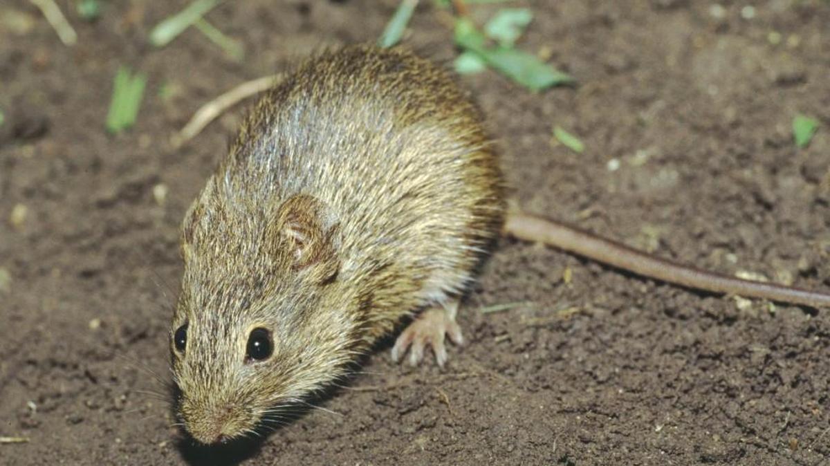 Cotton rat