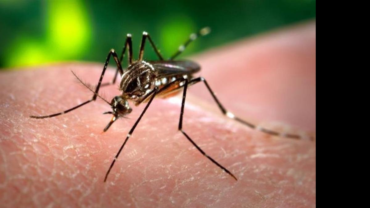 
 A female Aedes aegypti mosquito in the process of acquiring a blood meal from her human host.
