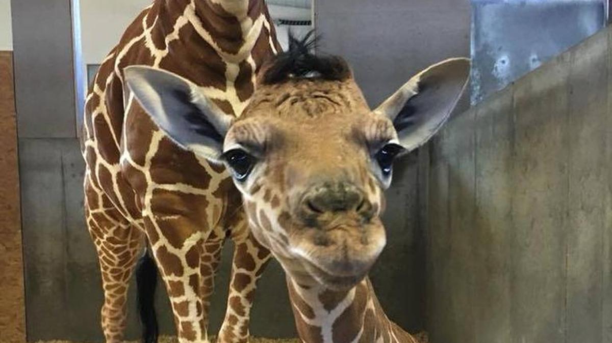 This baby giraffe is the fourth of the year born at Tanganyika Wildlife Park.