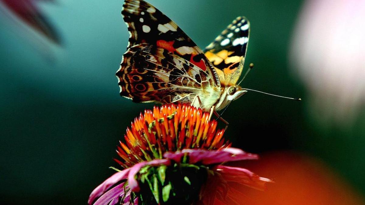 Painted lady butterflies are among those that have been missing from the Kansas landscape this summer.