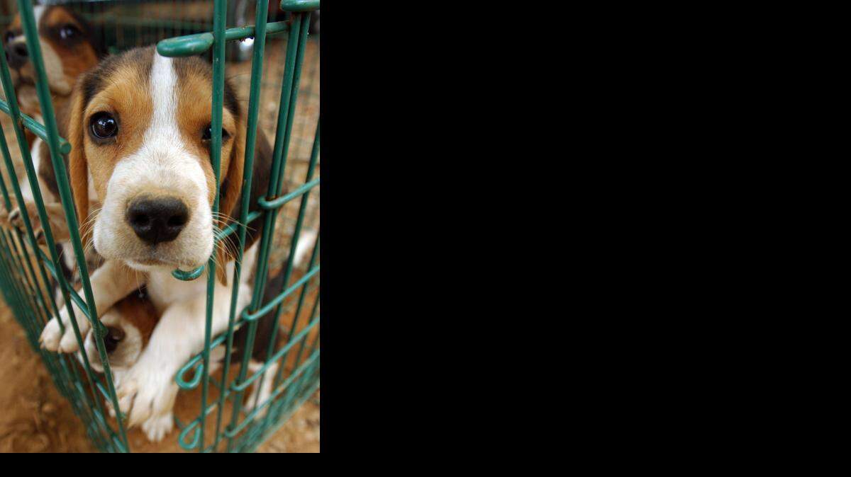 
Puppies less than 8 or 10 weeks old should not be taken from their mothers and littermates. Twelve weeks or older is the preferred age for adoption because that gives them time to learn socialization from their mother. 

