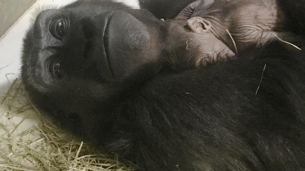 Kigali and her newborn baby gorilla. This marks the second gorilla born at the Sedgwick County Zoo.