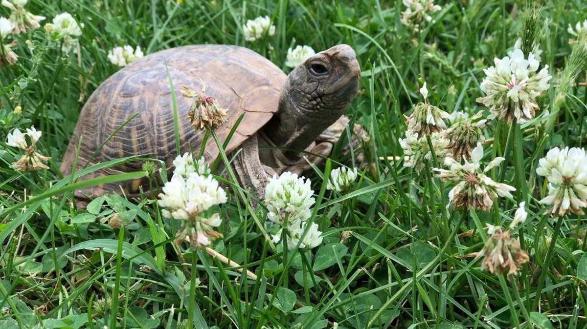 A box turtle at Wichita’s Great Plains Nature Center.