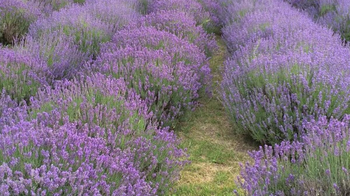 The owners of Prairie Lavender Farm near Bennington are hosting a festival on Saturday with lavender foods, lavender products and lavender drinks – such as lavender lemonade.