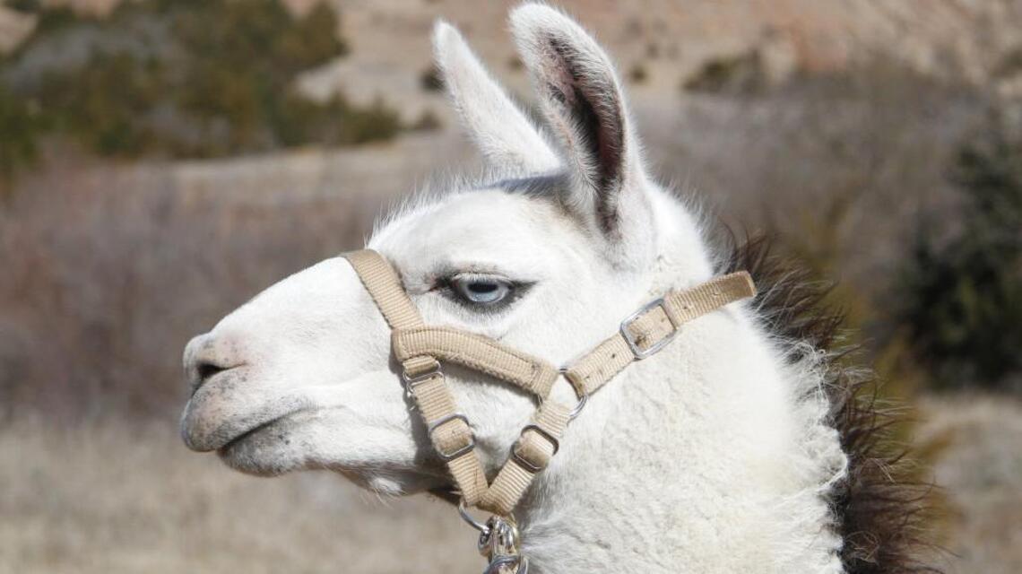 There was a llama in the road, Derby woman says of accident