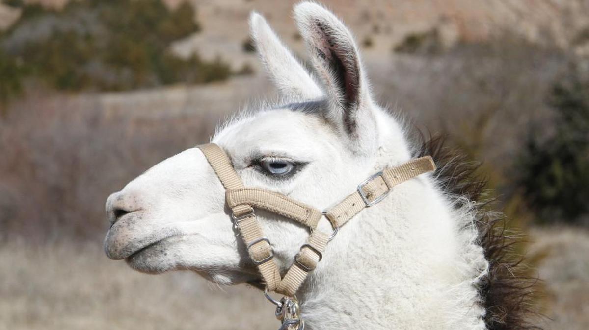 File photo of a llama