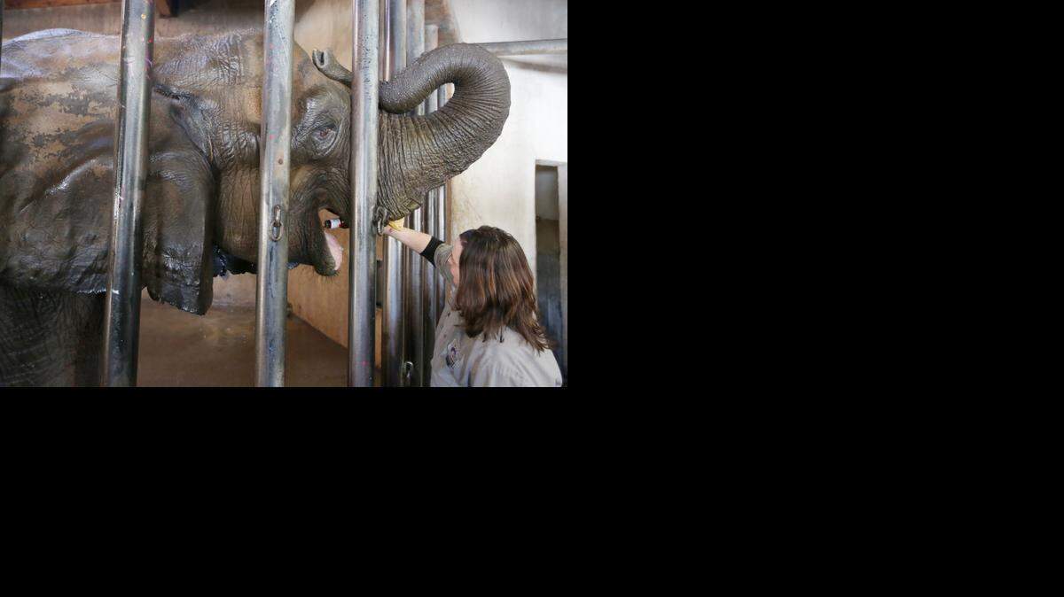 
Sedgwick County zookeeper Kinna Middleton rewards 43-year-old elephant Stephanie with a treat, barbecue sauce. 
