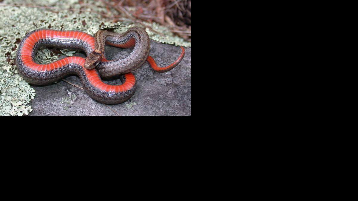 
Redbelly snakes live in the moist leaf litter in oak and hickory forests and are rarely seen by humans.
