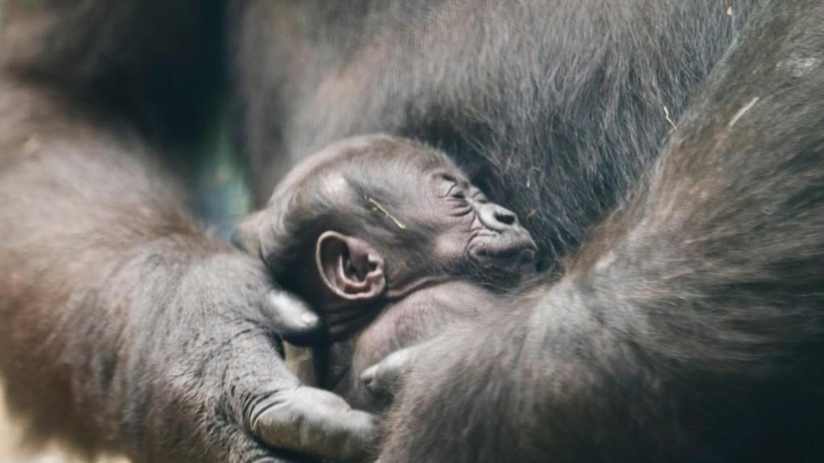 Barika and her 2-week-old baby girl make their public debut together in the Downing Gorilla Forest dayroom at the Sedgwick County Zoo. (Aug. 17, 2016)