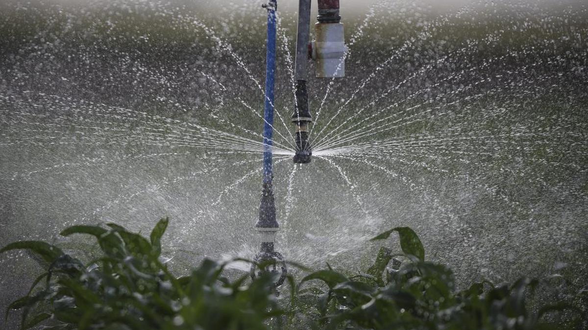 An irrigation pivot sprays water onto a young corn crop in Grant County, Kansas in 2015.