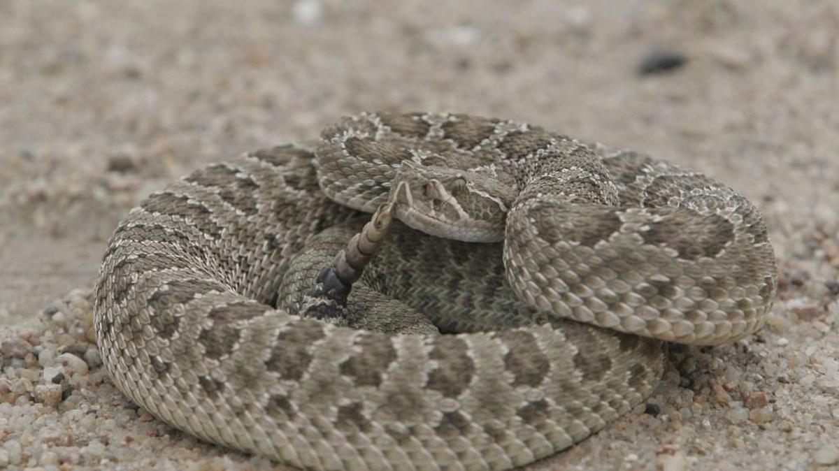 Harrison Bakke, a 1-year-old from Abilene, Texas, is recovering after a rattlesnake like this one bit him. The snake was curled up in his toys outside.
