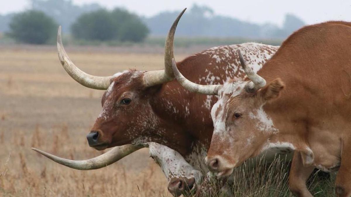 Fort Worth-based Agridime LLC is alleged to have taken $191 million from 2,100 investors since 2021 in a Ponzi scheme involving sale of cattle contracts, according to an SEC complaint.