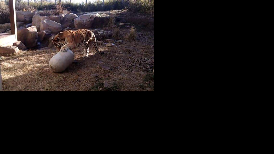 
Screengrab from video
