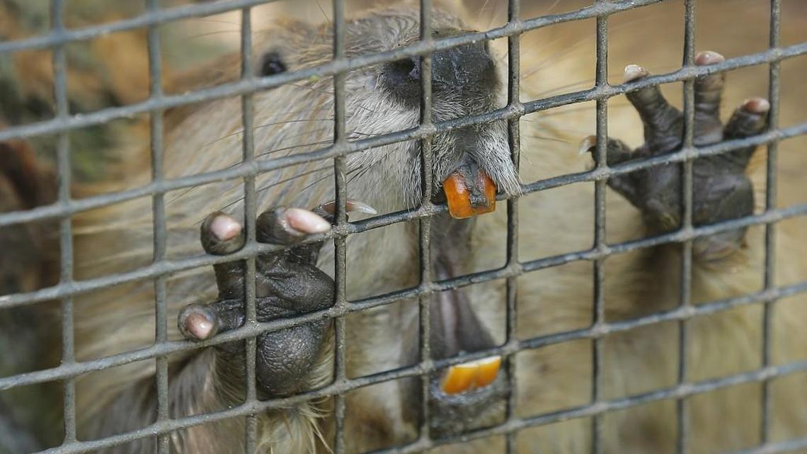 A young Chapa the beaver gnaws on the fence at the Kansas Wildlife Exhibit in Central Riverside Park in 2013.