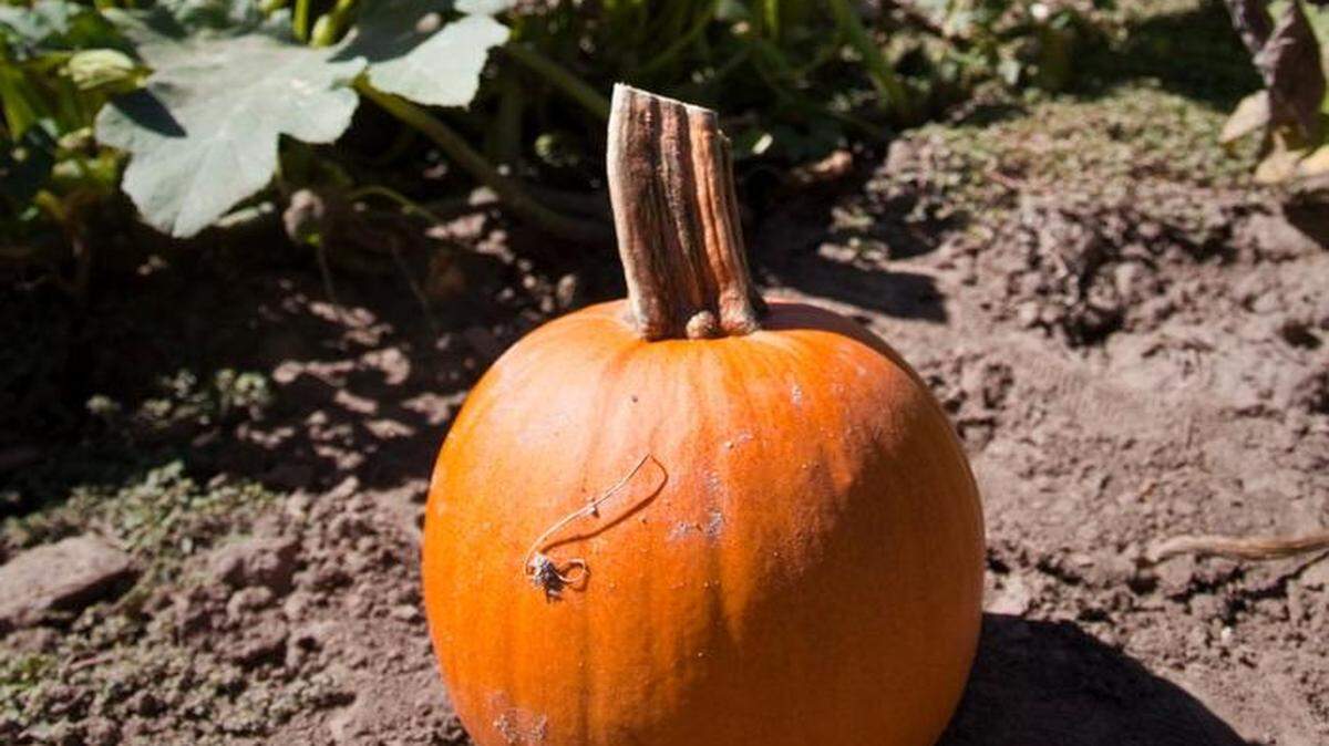 Pumpkin patches often cause an uptick in allergy and asthma symptoms in the fall.