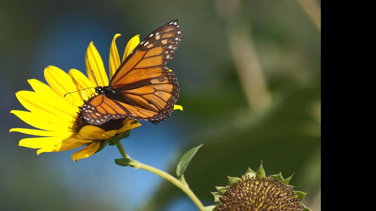 
The White House’s pollination project, which will cover 200 miles from northern Minnesota to Texas with native plants to help monarch butterflies, will include large parts of Kansas.
