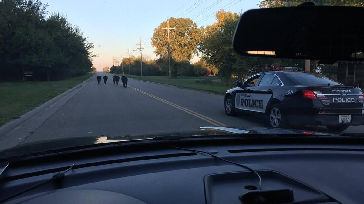 McPherson police officers herded cattle to a safe spot to graze. They are searching for the owners.