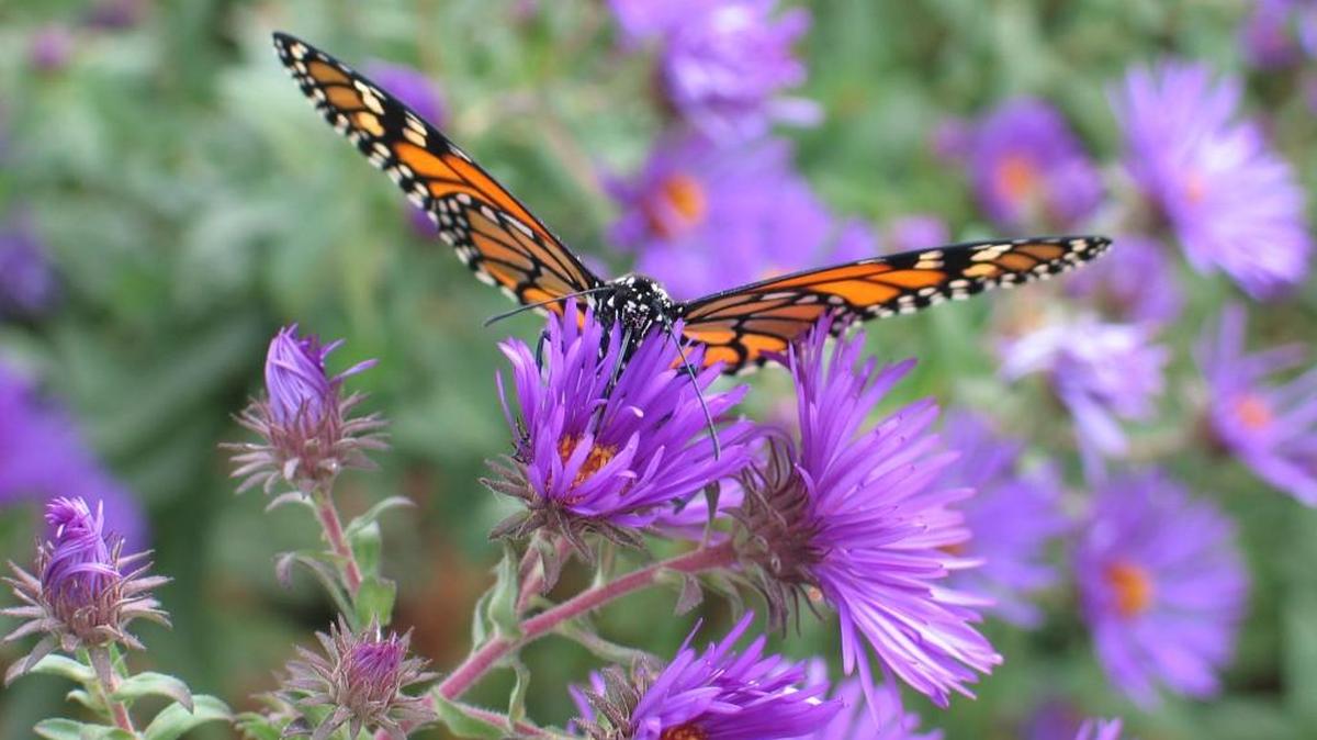 
Fall-blooming New England asters will be among the plants for sale at FloraKansas.
