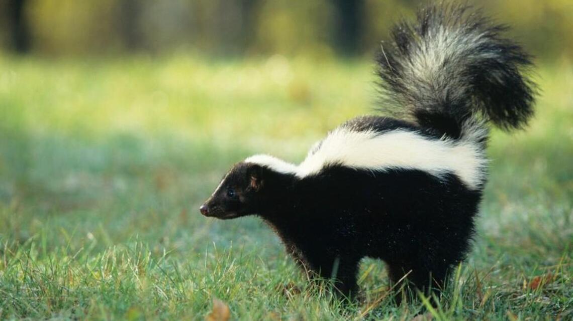 Skunk found in Lexington neighborhood tests positive for rabies. How to protect your pets